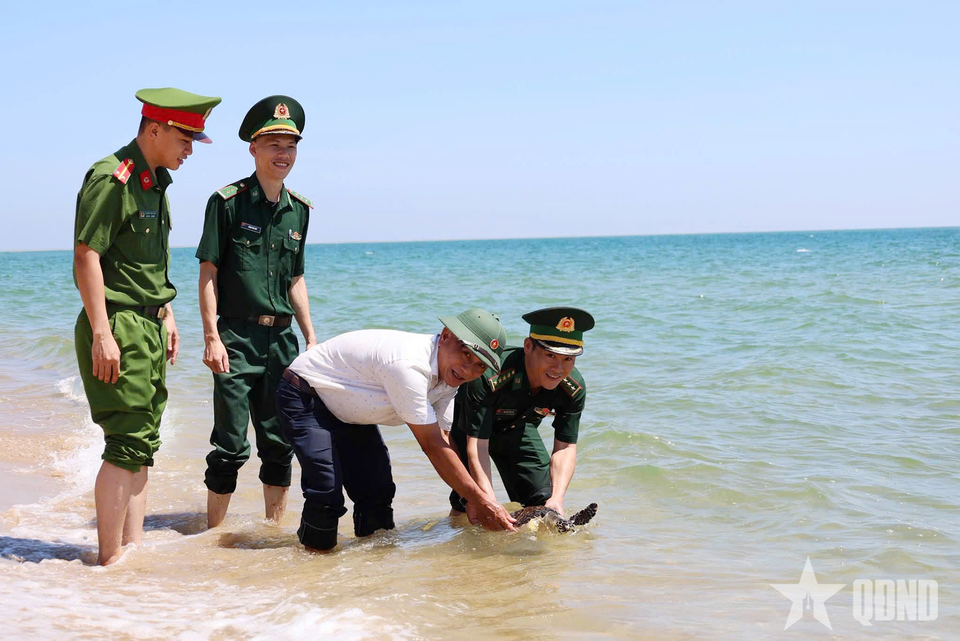 Bộ đội Biên phòng tỉnh Quảng Ngãi thả cá thể đồi mồi về tự nhiên

